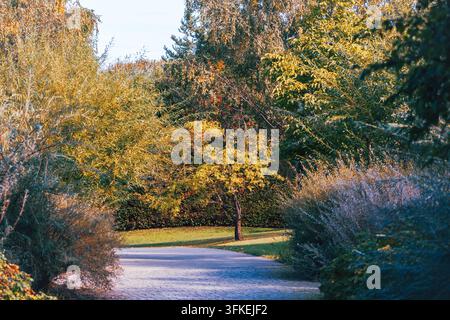 Ein ruhiger gepflasterter Weg windet sich durch Bäume und Sträucher mit goldenem Herbstlaub in einem gestalteten öffentlichen Garten. Stockfoto