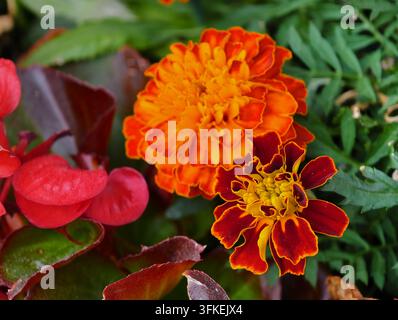 Französische Ringelblumen (Tagetes patula) mit leuchtenden, doppelten Blüten in satten Tönen von Orange und Burgunderrot. Diese anspruchslosen Einjährigen aus der Familie der Asteraceae Stockfoto