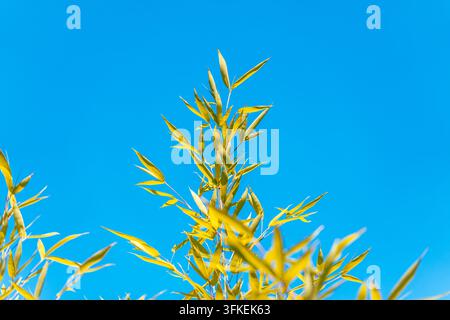 Schlanke Bambusblätter und Stängel leuchten golden im hellen Sonnenlicht vor einem lebendigen klaren blauen Himmel mit Kopierraum. Stockfoto