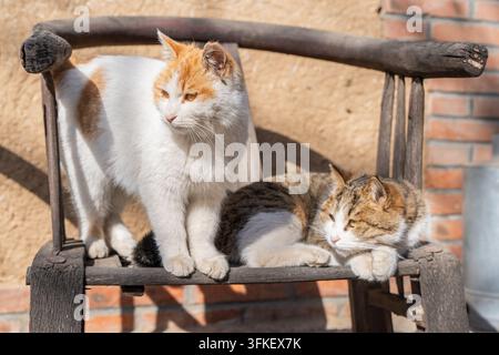 Zwei Katzen sonnen sich auf einem Vintage-Holzsessel Stockfoto