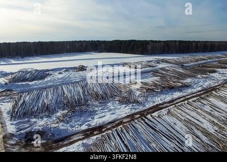Die gefällten Bäume liegen unter freiem Himmel. Die Entwaldung in Russland. Die Zerstörung der Wälder in Sibirien. Ernte von Holz Stockfoto