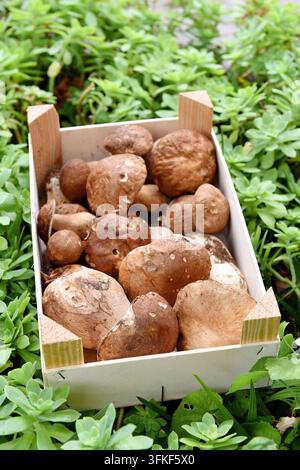 Sommersteinpilze Eichen-Dickhütnis Reticulatus Steinpilze Waldpilze Holzkiste Sommersteinpilze Stockfoto