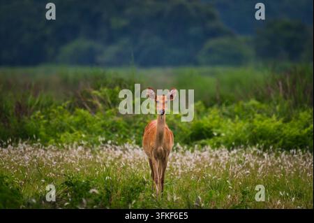 Ost-Sumpfhirsch (Rucervus duvaucelii ranjitsinhi) geht wachsam, Kaziranga-Nationalpark, Assam, Indien Stockfoto