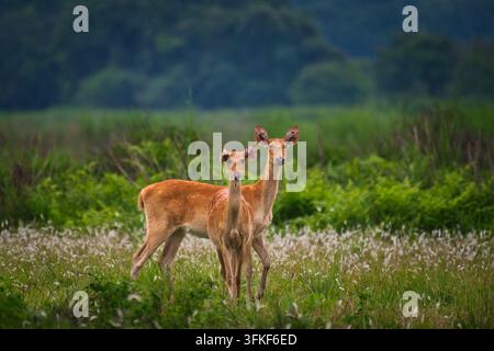 Paar Ost-Sumpfhirsche (Rucervus duvaucelii ranjitsinhi) auf einer Wiese, Kaziranga-Nationalpark, Assam, Indien Stockfoto