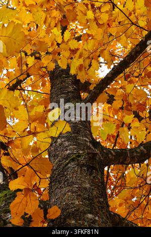 Goldene Blätter im Herbst, Rote Eiche Stockfoto