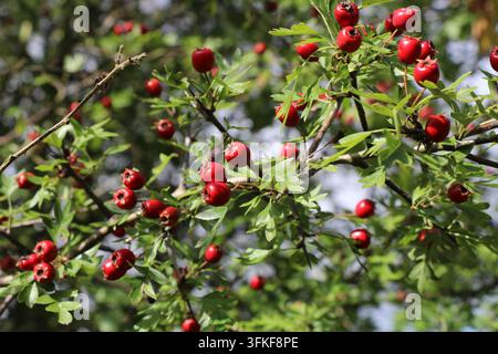 Hagedornrote Beeren zwischen Hagedornblättern Stockfoto