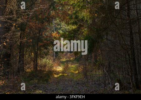 Sonnenlicht, das durch dichte Bäume in einem Herbstwald scheint Stockfoto