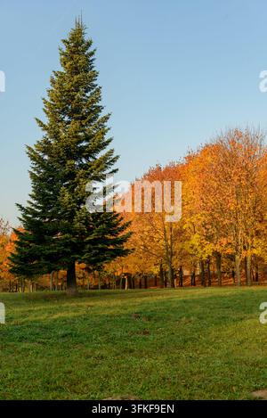 Fichte und Ahorn im Herbst im Park Stockfoto