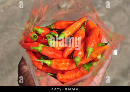 Hand, die eine klare Plastiktüte mit frischen roten Chilischoten hält Stockfoto