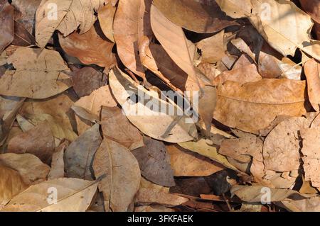 Trockene abgefallene Blätter bedecken den Boden im Herbstwald Stockfoto