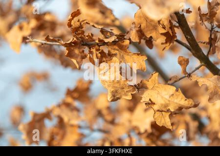 Trockene goldbraune Eichenblätter, die während der Herbstsaison an einem Ast hängen Stockfoto