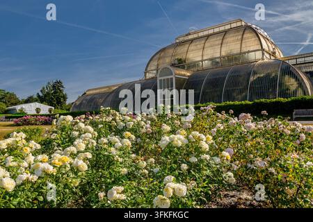 Rosen blühen im Rosengarten, der vor dem Palmhaus liegt, einem großen viktorianischen Glashaus im Royal Botanic Gardens, Kew Stockfoto
