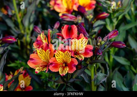Alstroemeria 'Indian Summer' (Tesronto) eine auffällige, langblühende mehrjährige peruanische Lilie mit lebhaften kupferorangefarbenen und gelben Blüten. Stockfoto