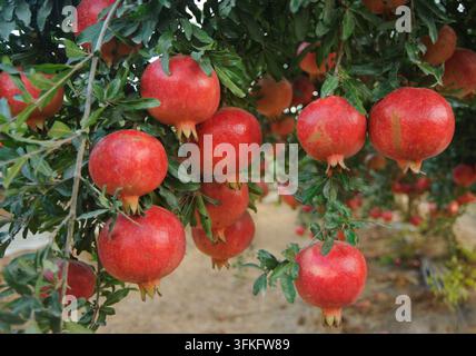 Reife Granatapfel-Frucht an einem Ast im Garten. Stockfoto