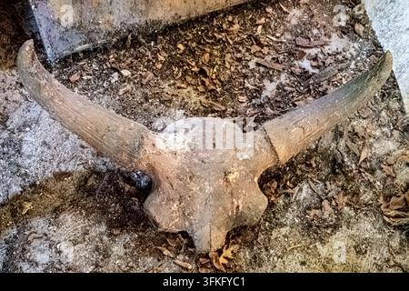 Ein verwitterter Tierschädel ruht auf dem Boden, umgeben von trockenen Blättern, Radosavijevic-Weinhaus, Dorf Rogijevo, Serbien Stockfoto