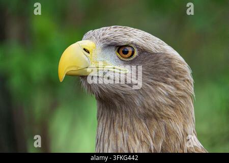 Ein detailliertes horizontales Nahaufnahmeporträt eines erwachsenen Weißkopfseeadlers (Haliaeetus albicilla) in Profilansicht vor einem weichen, unscharfen grünen Hintergrund Stockfoto