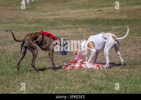 Windhund mit Lockboje nach dem Abschluss eines Laufs bei einem Hunderennen Stockfoto