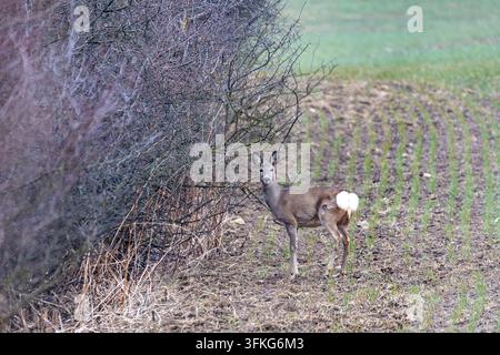 Reh (Capreolus capreolus) steht wachsam nahe eines dichten Heckens und blickt in die Kamera. Das Tier steht am Rand eines gepflügten Feldes mit Reihen Stockfoto