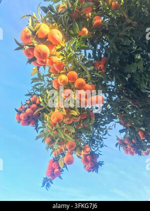 Niedrigwinklige Ansicht von reifen Orangen, die an einem Zweig des Orangenbaums hängen Stockfoto