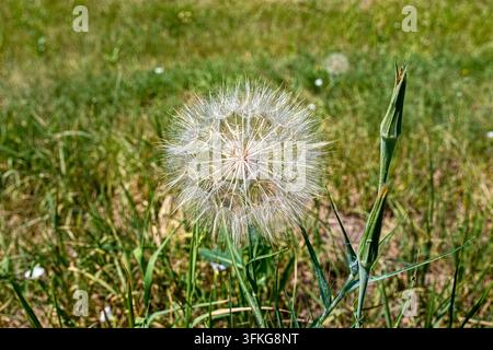 Nahaufnahme eines weißen Löwenzahn-Samenkopfes (Pusteblume) im grünen Gras an einem sonnigen Tag, Natur und Frühling. Stockfoto
