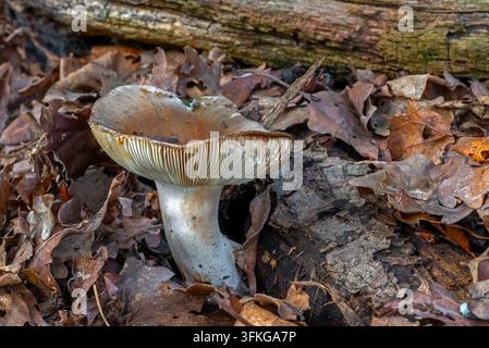 Camembert brittlegill (Russula amoenolens) reifes Fruchtkörper eines Pilzes auf dem Waldboden einer Eichenwaldautumn / Herbst Stockfoto