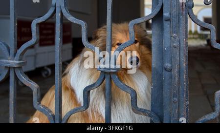 Collie-Hund, der durch ein kunstvolles blaues Metalltor schaut, Haustier und treuer Begleiter, Wachhund. Stockfoto