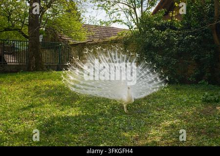 Schöner weißer Pfau mit ausgebreitetem Schwanz steht auf dem Rasen in einem historischen Park in Pezinok, Natur. Stockfoto