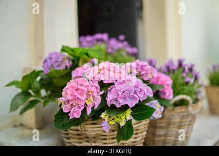 Rosa und lila Hortensien, die in Weidenkörben vor einer Holzhauswand gepflanzt sind, Frühlingsblumendekoration. Stockfoto