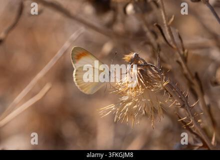 Wüstenzierfalter - Colotis evagore Stockfoto