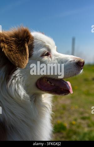 Froher Border-Collie-Hund mit herausgestreckter Zunge im Freien in der Natur an einem sonnigen Tag, Haustierporträt. Stockfoto