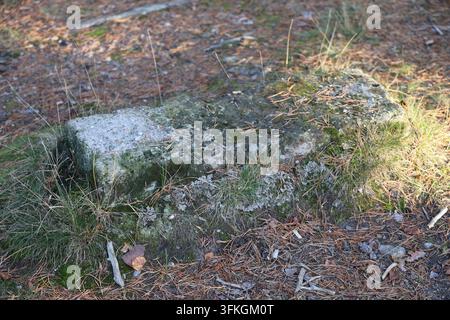 Eine schräge, Nahaufnahme eines kleinen, verwitterten, rechteckigen Betonblocks, der im Waldboden eingebettet ist. Der Block ist stark mit grünem Moos bedeckt und Stockfoto