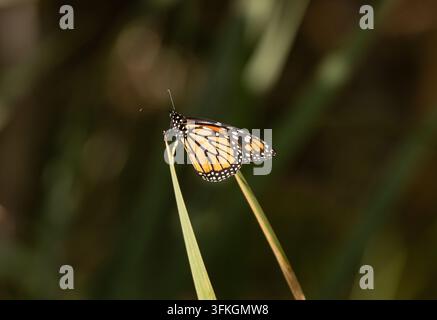 Monarch-Schmetterling - Danaus plexippus Stockfoto