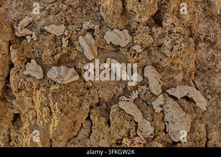 Nahaufnahme von versteinerten Muscheln und Korallen, die in Küstenfelsen am Ufer des Roten Meeres in Marsa Alam, Ägypten, eingebettet sind. Stockfoto