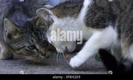 Zwei Hauskatzen interagieren spielerisch draußen auf dem Boden. Stockfoto
