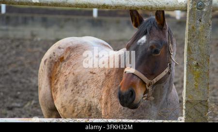 Nahaufnahme-Porträt eines Pferdes mit Halfter, das in einem Außengehege steht. Stockfoto