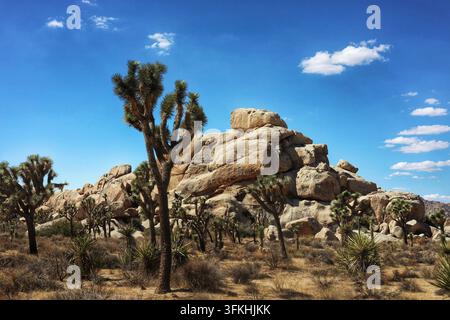 Große gestapelte Granitblöcke, umgeben von Yucca-Bäumen unter einem strahlend blauen Himmel im Joshua-Tree-Nationalpark Stockfoto
