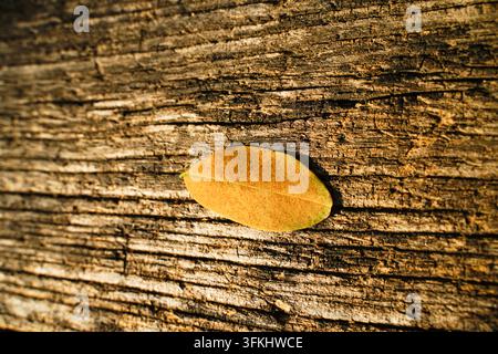 Gelbe Herbstblätter, die auf alten Holzplanken liegen Stockfoto