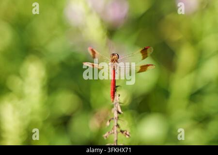 Rote Libelle, die auf totem Ast mit ausgebreiteten Flügeln sitzt Stockfoto