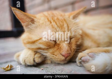Nahaufnahme einer orangefarbenen getigerten Katze, die friedlich mit geschlossenen Augen auf Brick- und Steingrund schläft Stockfoto
