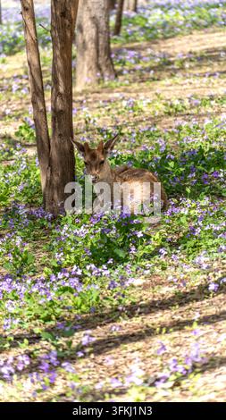 Hirsch in natürlicher Umgebung mit blauen und violetten Wildblumen, die den Boden unter Bäumen bedecken, Naturfotografie Stockfoto