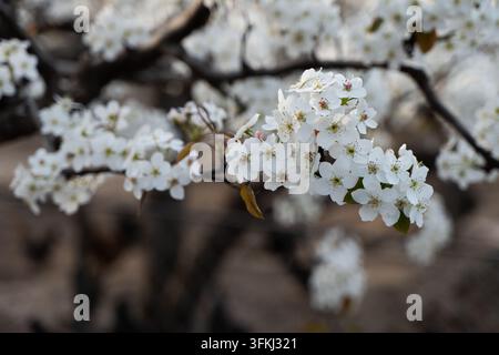 Nahaufnahme von Birnenblüten, die im Frühjahr an Ästen blühen Stockfoto