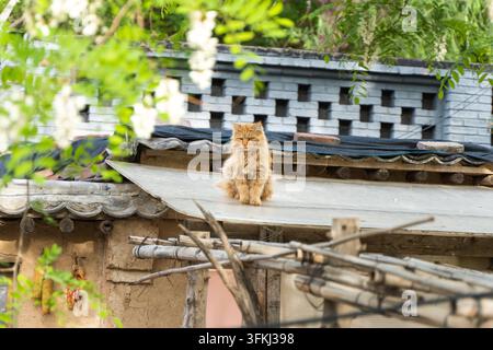 Langhaarige orangefarbene Tabby-Katze sitzt benommen auf einem Ziegeldach Stockfoto