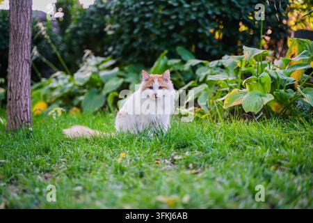 Orangefarbene Katze sitzt auf dem Rasen und schaut in die Kamera Stockfoto