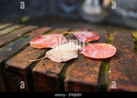Nahaufnahme von Herbstblättern, die auf einer roten Ziegeloberfläche mit Moos verstreut sind Stockfoto