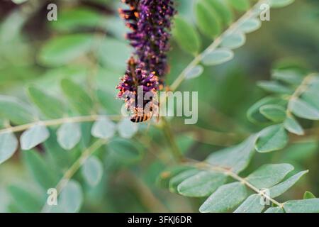 Honigbiene sammelt Nektar auf lila Blüten des Falschen Indigo-Busches Stockfoto