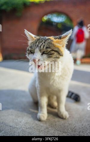 Nahaufnahme einer kaliko-farbenen Streunerkatze, die aufrecht sitzt und faucht Stockfoto