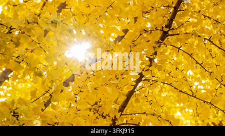Nahaufnahme von Winterjasmin Stockfoto