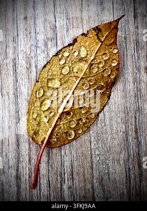 Nahaufnahme eines gefallenen Herbstblatts, das mit klaren Wassertropfen auf einer verwitterten Holzoberfläche bedeckt ist. Stockfoto
