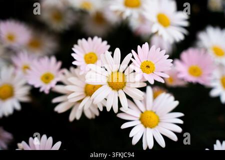 Nahaufnahme eines Büschels großer weißer und rosa Leucanthemum maximum-Blüten mit gelben Mittelpunkten Stockfoto
