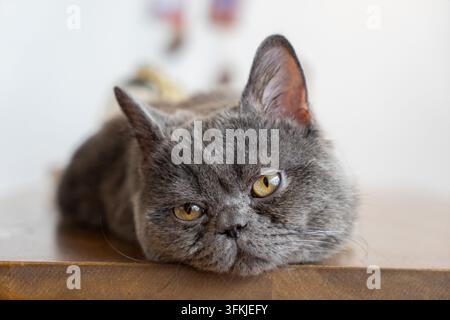 fauler britischer Shorthair-Blau-Kater liegt auf Holztablett Stockfoto